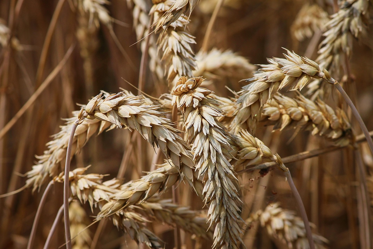 Wheat Varieties Susceptible To New Strains Of Yellow Rust Fungus