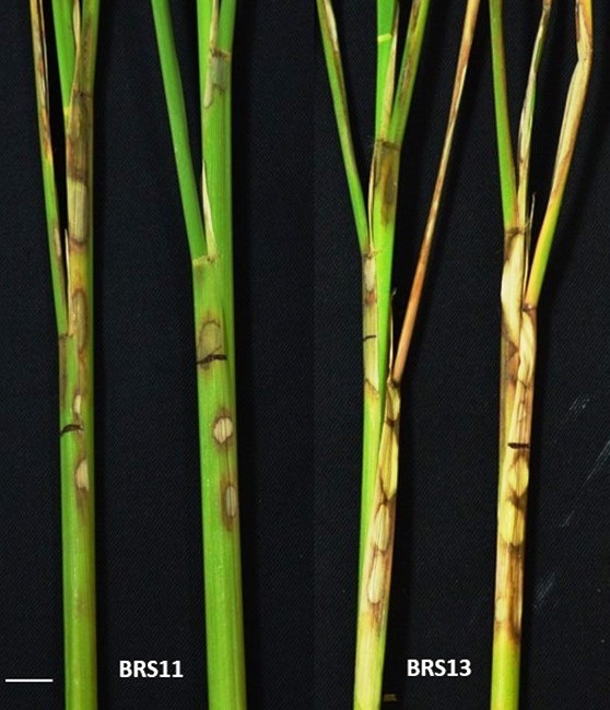 Rhizoctonia solani infected rice