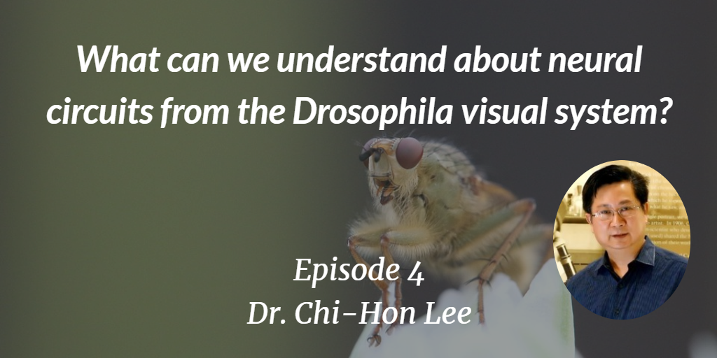 What can we understand about neural circuits from the Drosophila visual system
