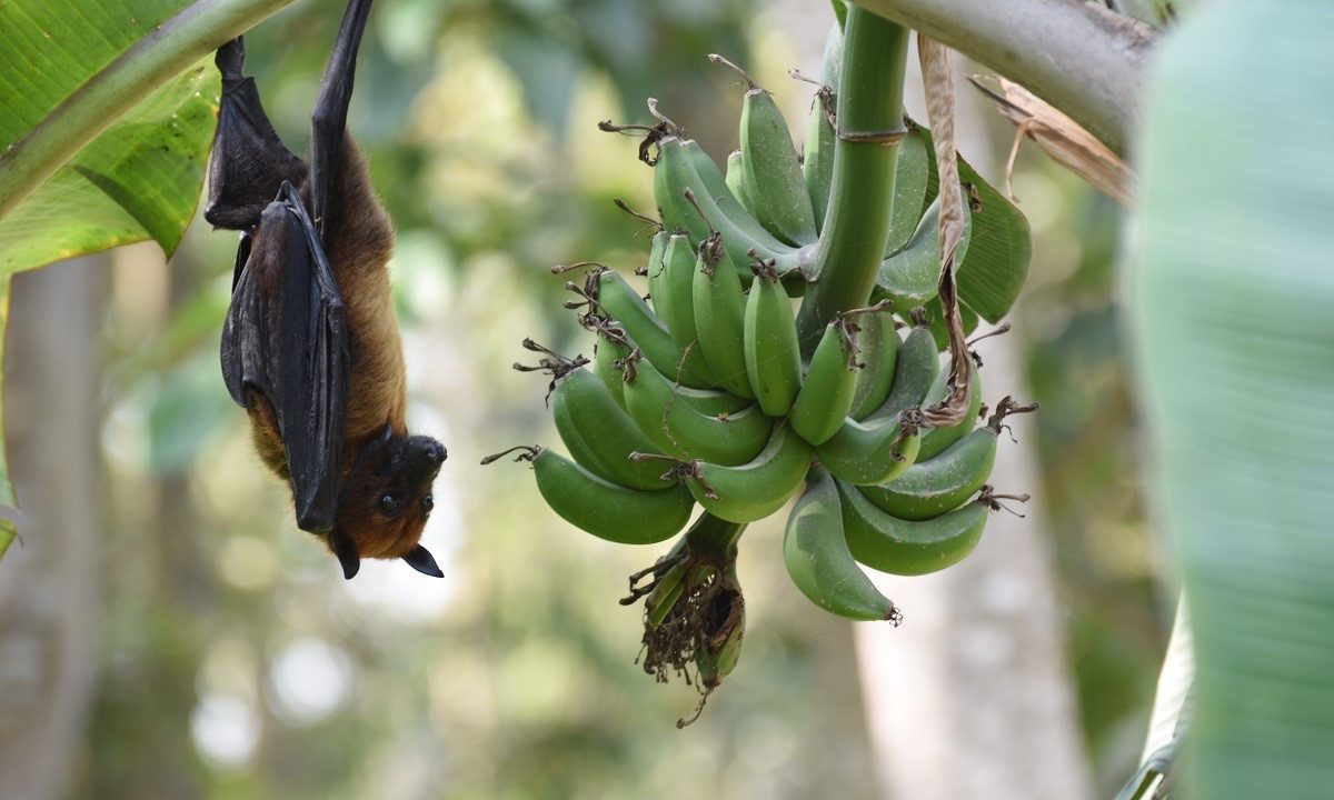 AI Helps Identify Bat Species Suspected of Carrying Nipah Virus
