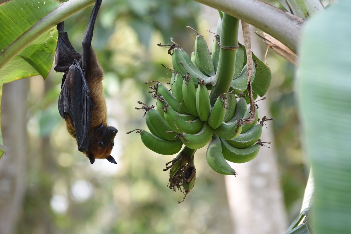 AI Helps Identify Bat Species Suspected of Carrying Nipah Virus