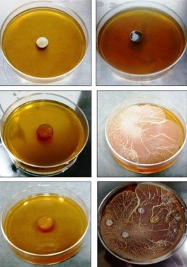 Antifungal activity after 1, 3 and 7 days