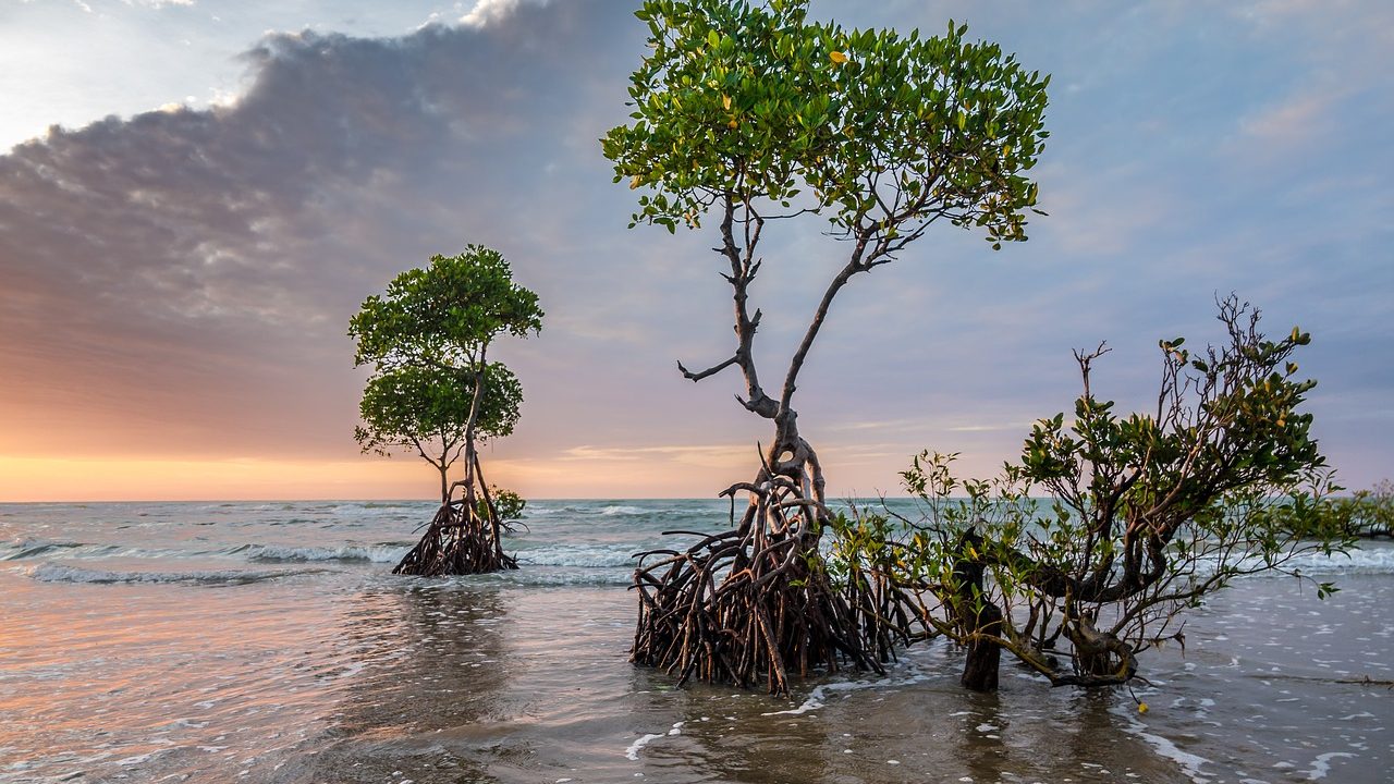 Trees Not a Silver Bullet to Mitigate Climate Change