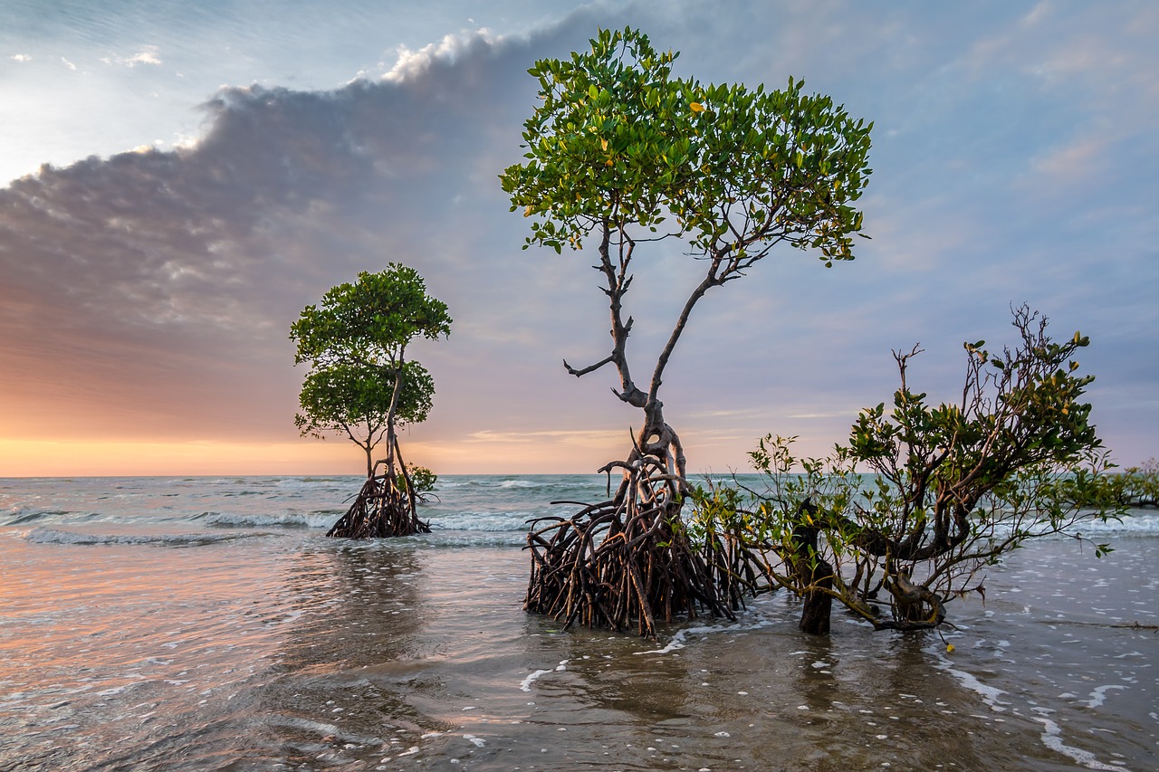 Trees Not a Silver Bullet to Mitigate Climate Change