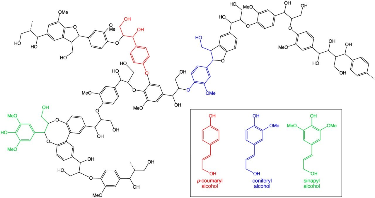 Lignin from Agro Waste Helps Make Useful Nano-composites