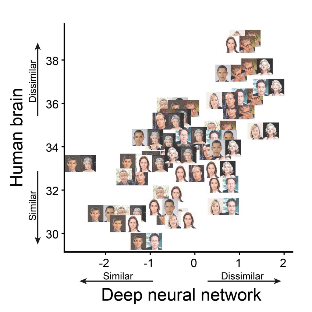 Pairs of faces plotted on a graph according to similarity. The vertical axis shows the human brain data; the horizontal axis, the data obtained with the deep neural network. Most of the pairs cluster close to the diagonal, showing a strong parallel between the way the brain and the network encode faces. For example, Woody Allen and Marilyn Monroe have very dissimilar representations in both the brain and the network – so in the graph, this pair is placed high on both axes