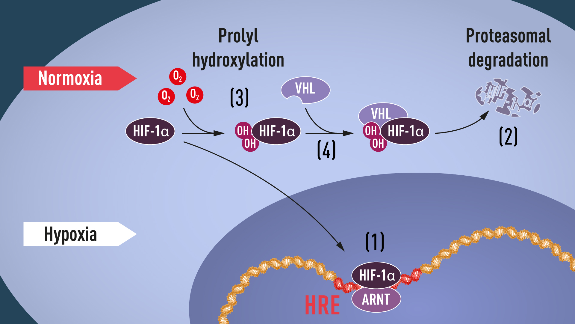 Figure 1. When oxygen levels are low (hypoxia), HIF-1α is protected from degradation and accumulates in the nucleus, where it associates with ARNT and binds to specific DNA sequences (HRE) in hypoxia-regulated genes (1). At normal oxygen levels, HIF-1α is rapidly degraded by the proteasome (2). Oxygen regulates the degradation process by the addition of hydroxyl groups (OH) to HIF-1α (3). The VHL protein can then recognize and form a complex with HIF-1α leading to its degradation in an oxygen-dependent manner (4).