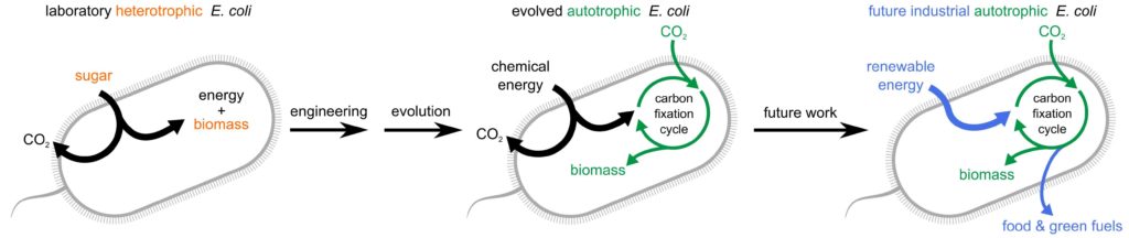 Milo_autotrophic E. coli