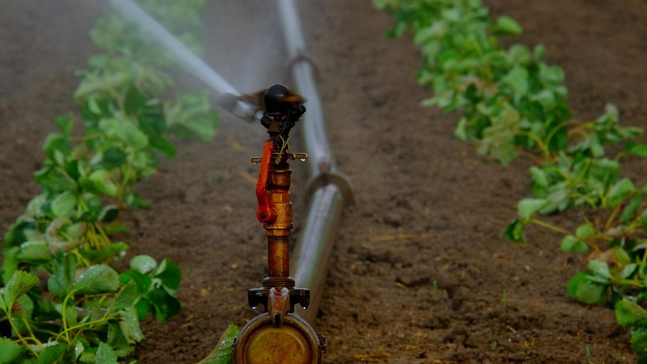 Sprinkler May Interfere with Pollination of Pumpkin Plants