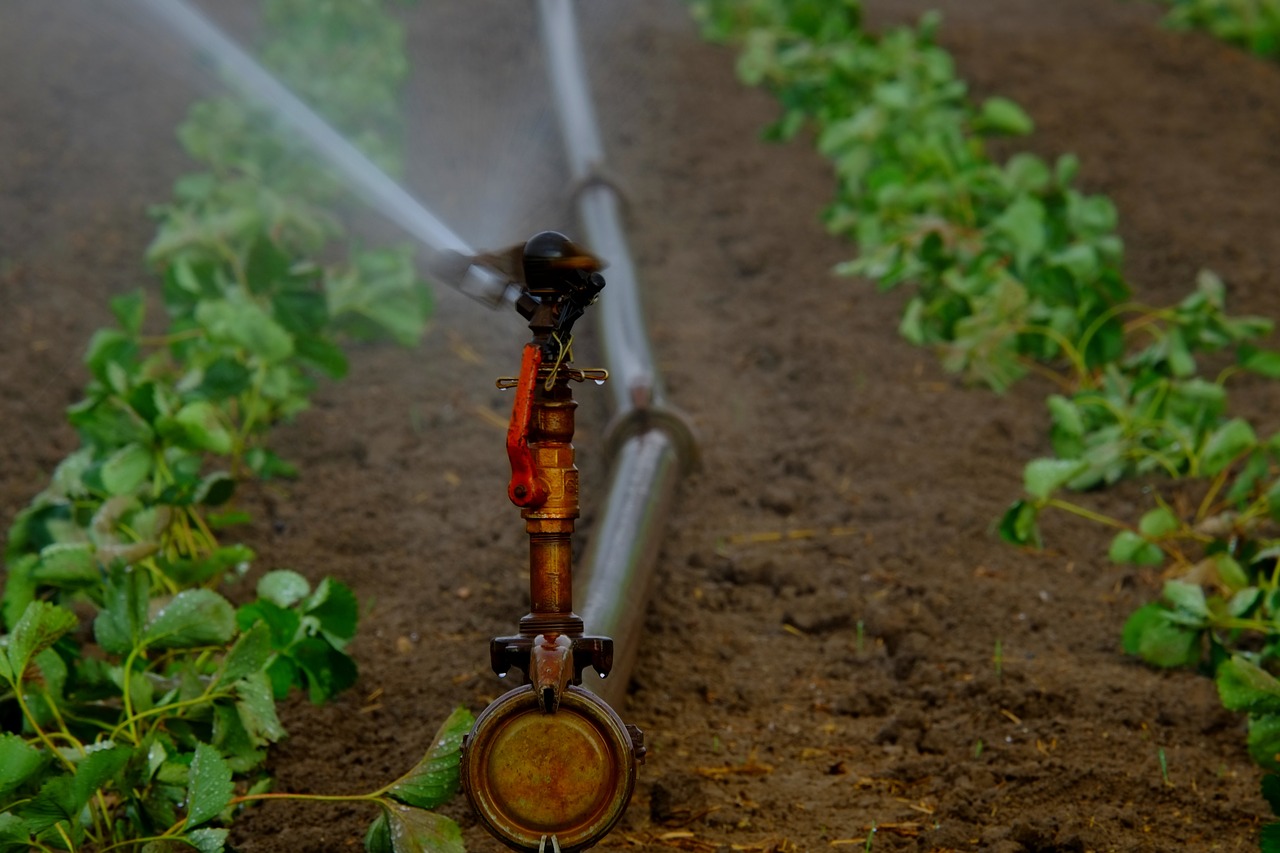 Sprinkler May Interfere with Pollination of Pumpkin Plants