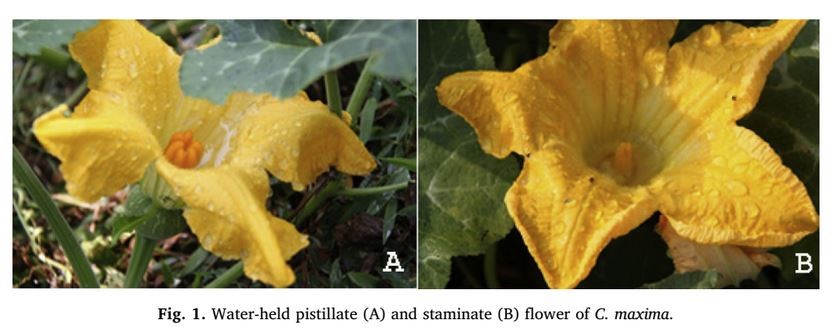 Sprinklers May Interfere with Pollination of Pumpkin Plants