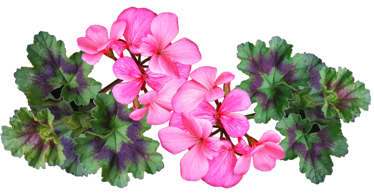 New Technology to Boost Production of Geranium