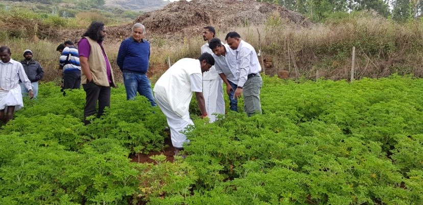 New Technology to Boost Production of Geranium