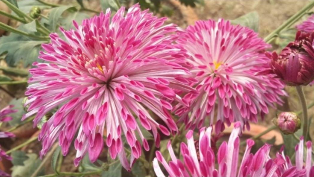 Scientists Develop New Chrysanthemum Variety ‘Shekhar’