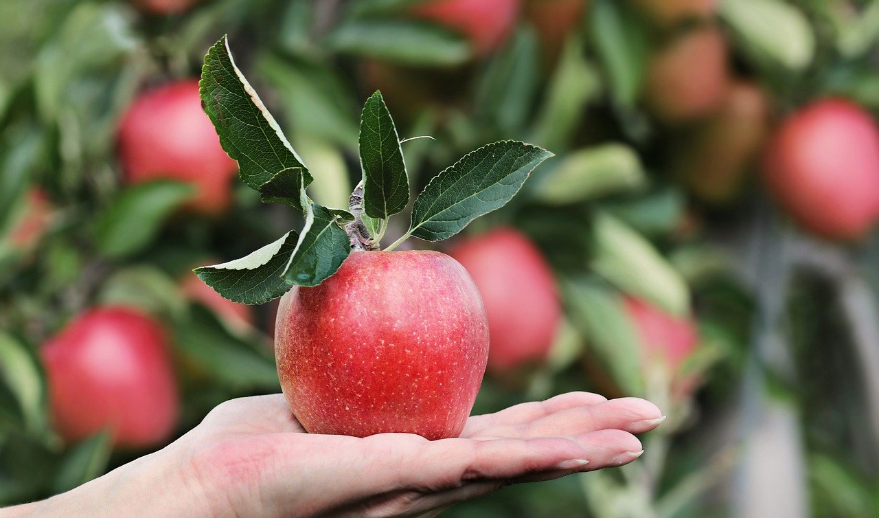 Edible Coating Materials to Improve Shelf Life of Fruit Crops
