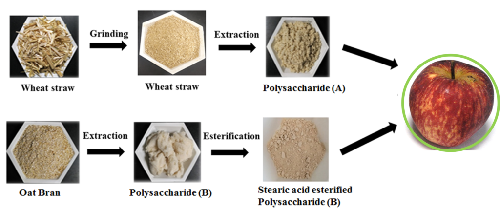 Polysaccharides extracted from (A) Wheat straw and (B) Oat bran for coating applications.