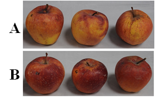Un-coated apples (A) and coated with 1% NABI coating (WP-SAOP, B), 30 days storage