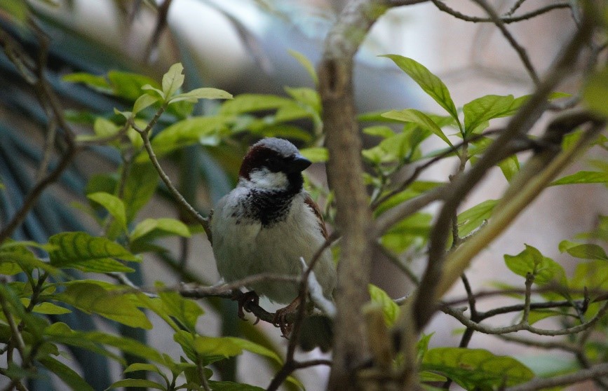 Is the Endangered House Sparrow Making A Comeback