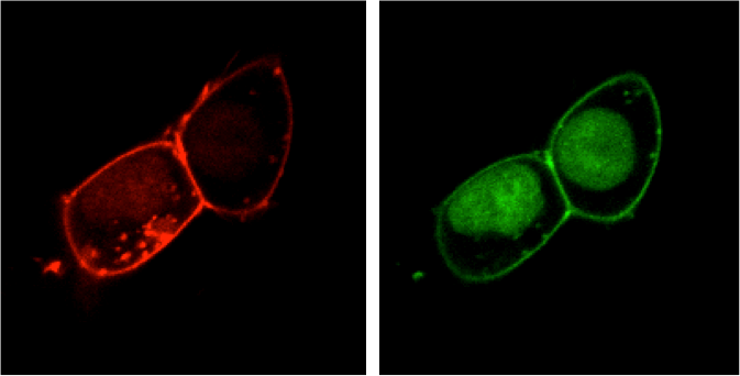 Designer Biosensors to Probe the Activation of Important Drug Targets