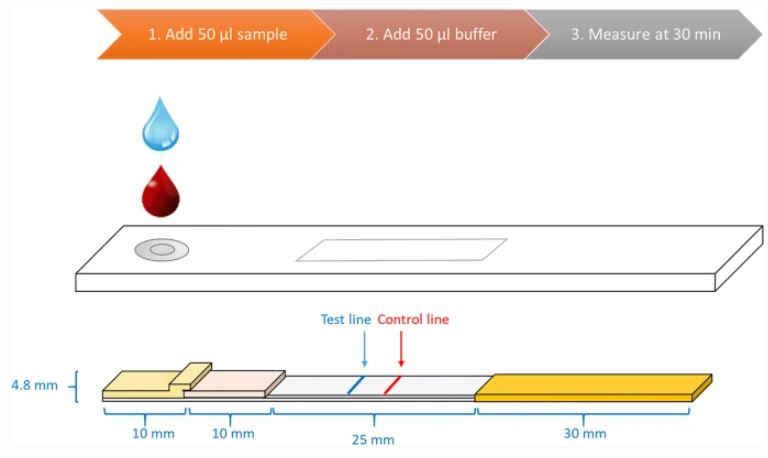 Strip design and assay procedure