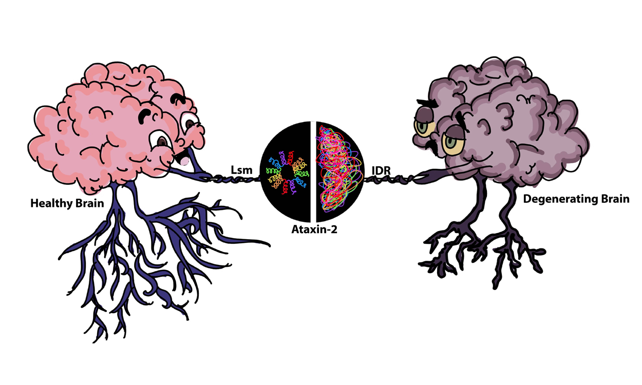 Scientists Untangle Brain Disorder Mystery Impacting Therapeutic Enigma