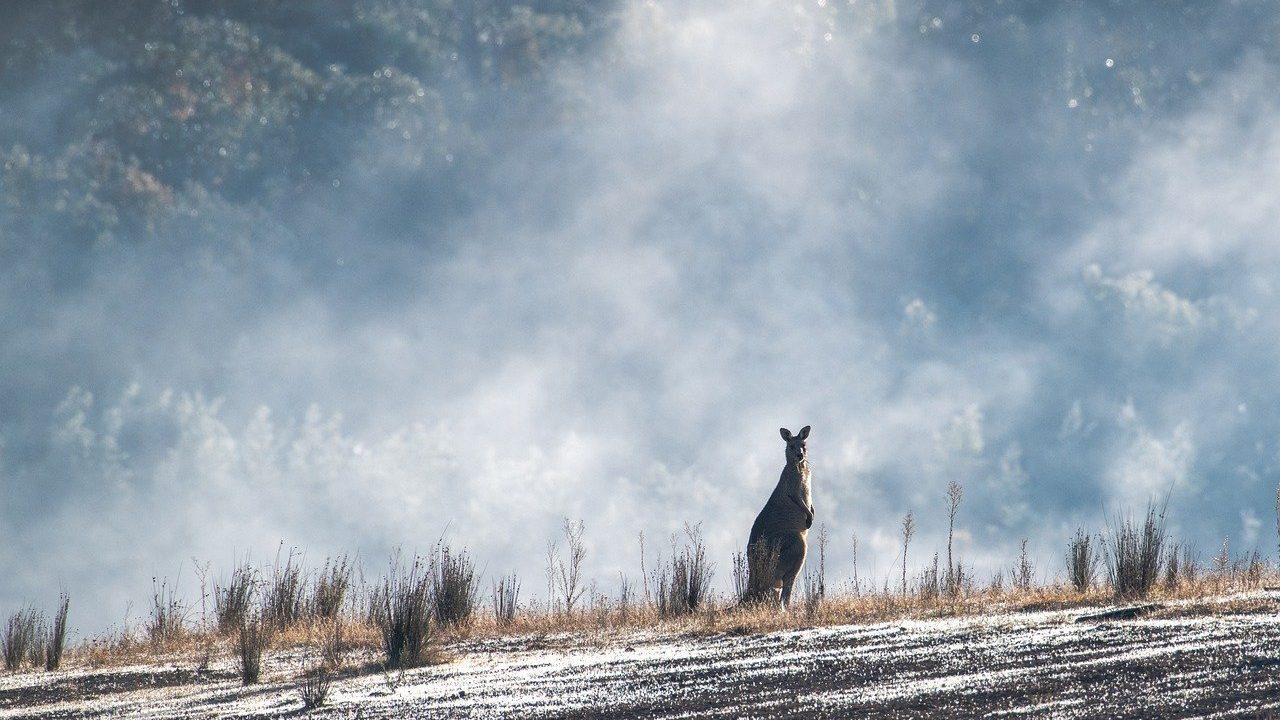 How Bushfire Smoke Traveled Around the World