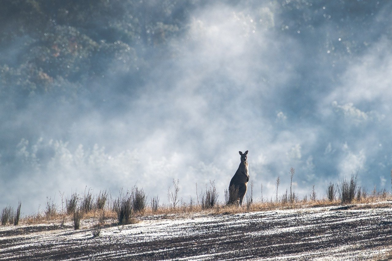 How Bushfire Smoke Traveled Around the World