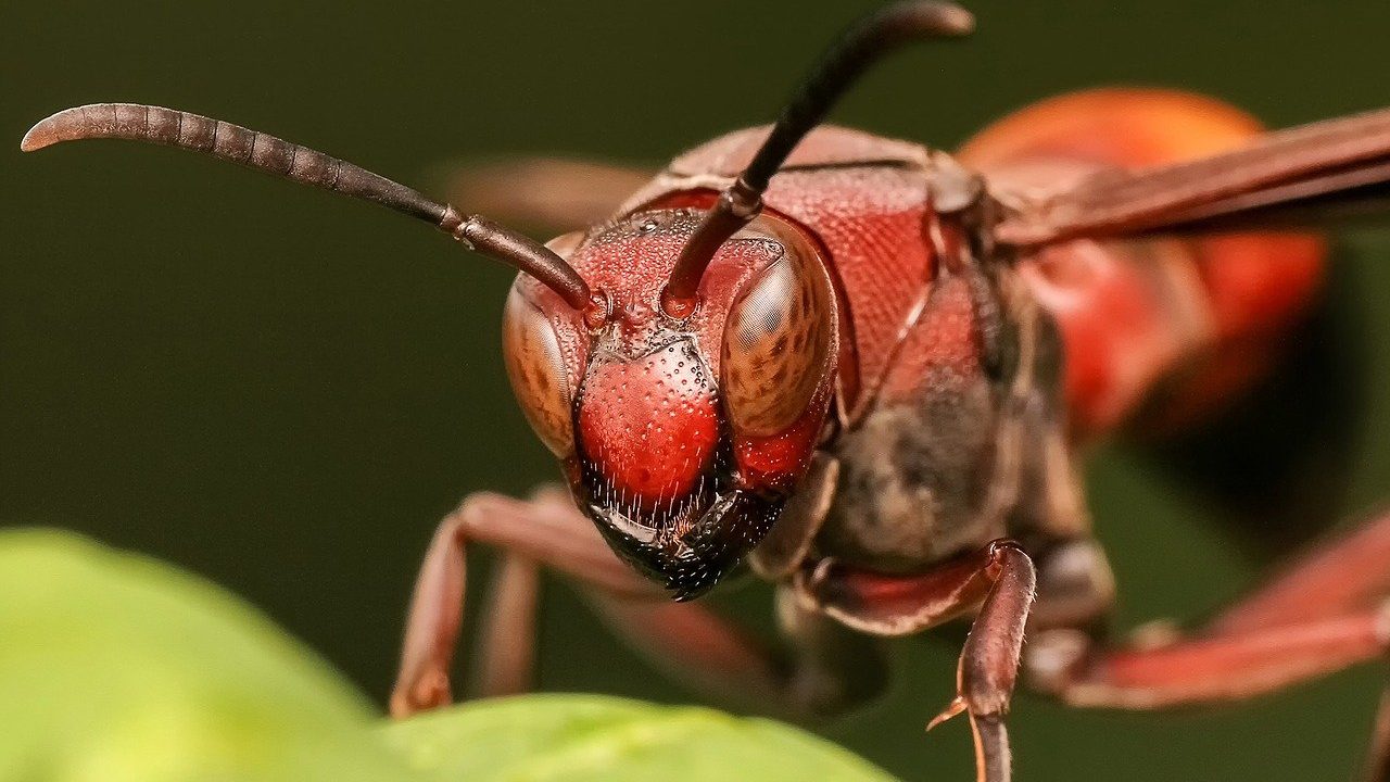 Researchers Study Egg-Laying Behavior Of Wasps for Designing Specific Pest Control Measures