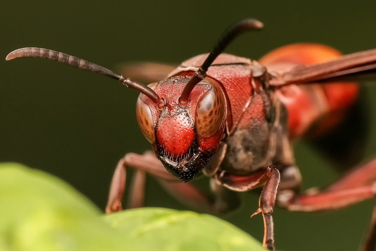 Researchers Study Egg-Laying Behavior Of Wasps for Designing Specific Pest Control Measures