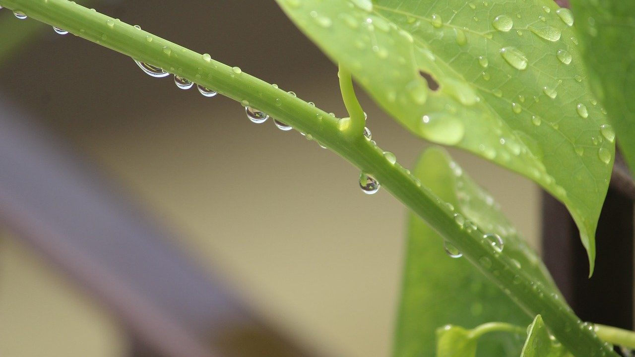 Researchers Sequence Giloy Herb Genome