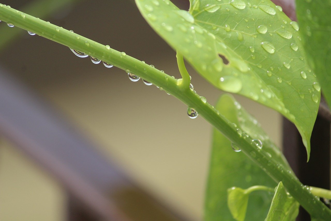 Researchers Sequence Giloy Herb Genome