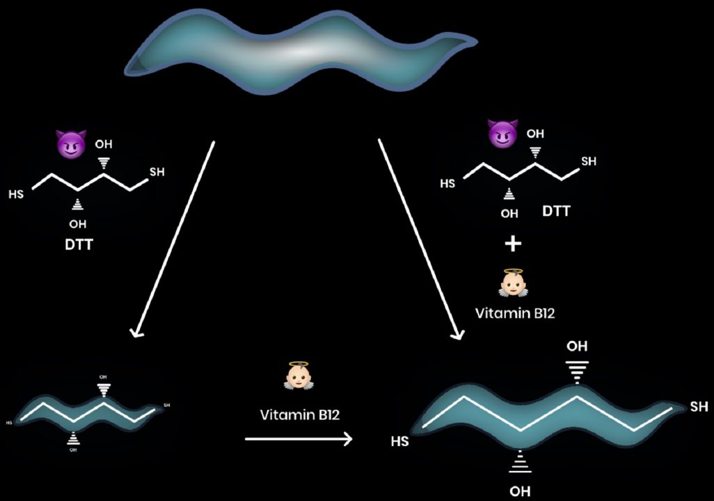 Vitamin B12 Protects from Thiol Antioxidant Toxicity